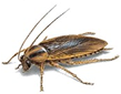 COCKROACHES