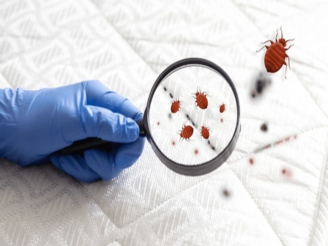 Signs of Bed Bugs Presence: