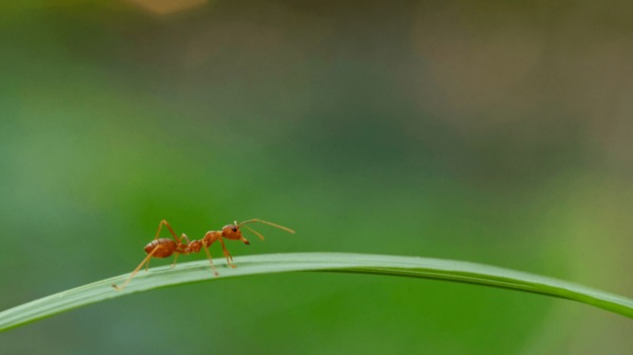 Ant Control