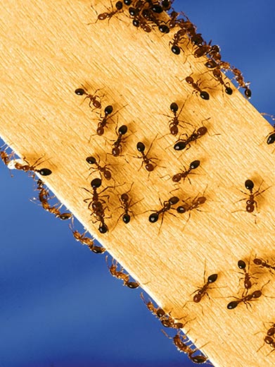 Behaviour, Habitat & Diet