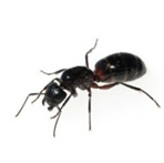 Carpenter Ant