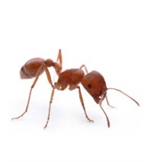 Red Harvester Ant