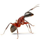 Fire Ant