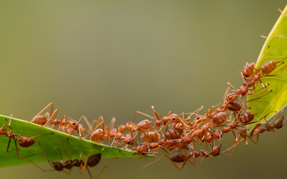 Read more about the article Ants