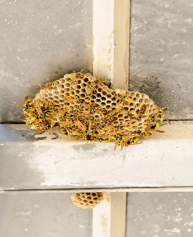 Stinging Pests Treatment and Removal Options