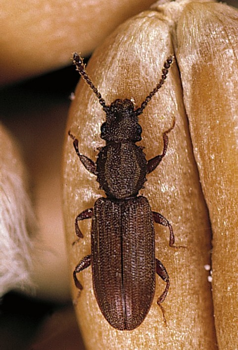 Behaviour, Habitat & Diet