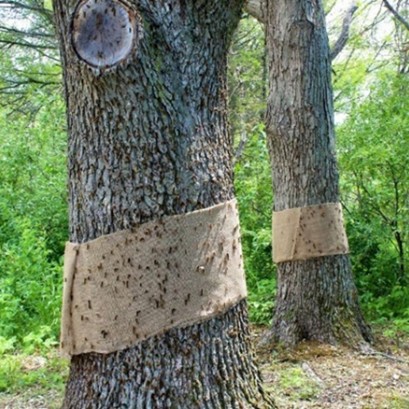 Our Gypsy Moth Control Process