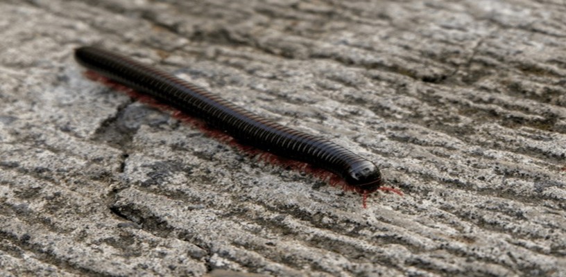 Millipede Control