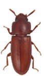 Stored Product Beetle