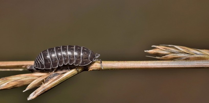 Pillbug and Sowbug Control
