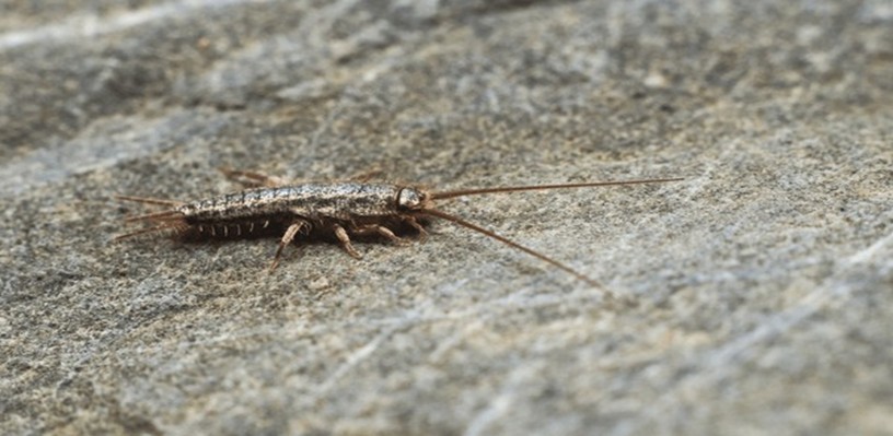 Silverfish Control