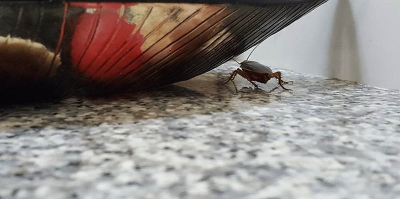 Cockroach Control