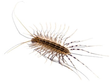 House Centipede