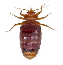 Behaviour, Habitat & Diet