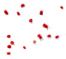 Behaviour, Habitat & Diet