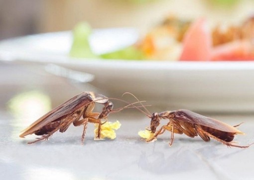 Behaviour, Habitat & Diet