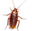 American Cockroach