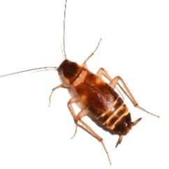 Brown-Banded Cockroach
