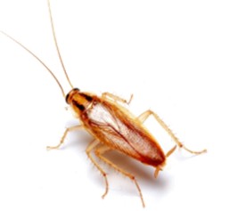 German Cockroach