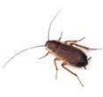 Wood Cockroach