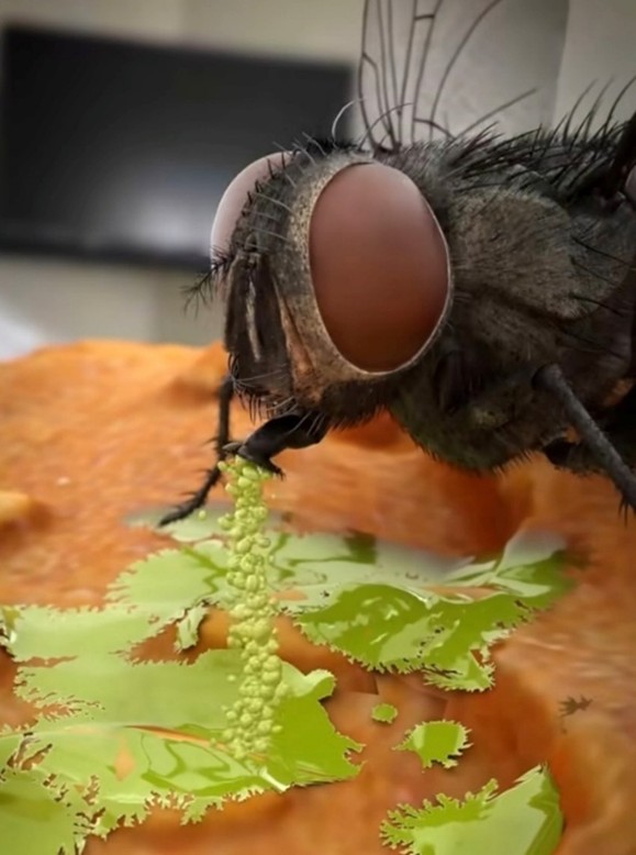 Behaviour, Habitat & Diet