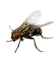 Cluster Flies
