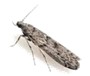 Clothes Moth