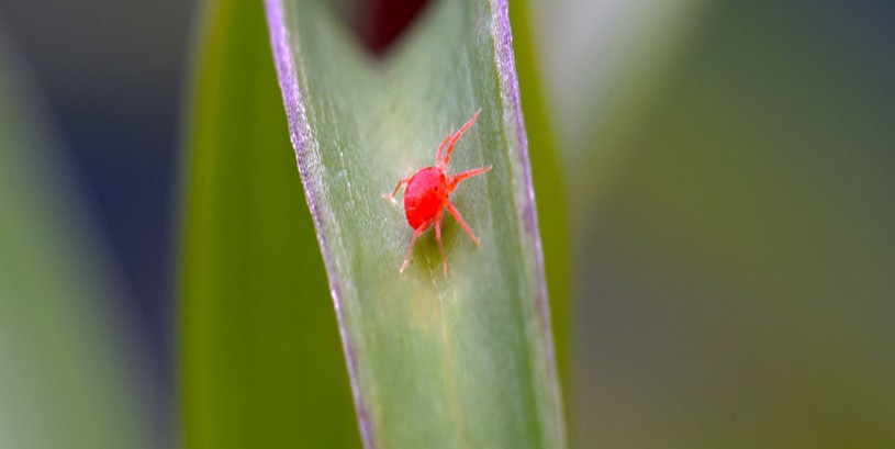 Clover Mite Control