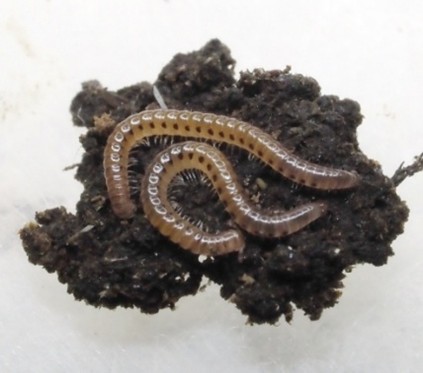 Behaviour, Habitat & Diet