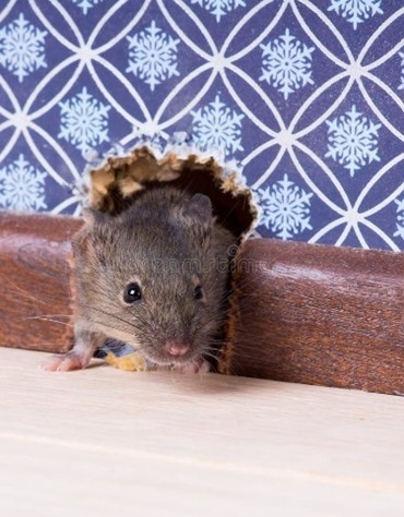 Behaviour, Habitat & Diet