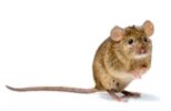 House Mice
