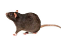 Norway Rats