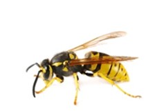 Wasps
