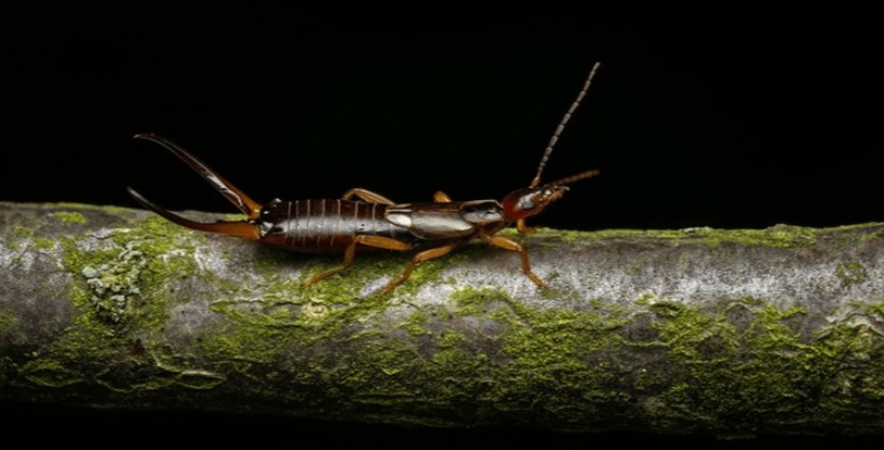 Earwig Control