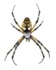 Black And Yellow Garden Spiders