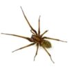 Common House Spiders