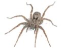 Wolf Spiders
