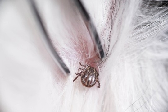 Behaviour, Habitat & Diet