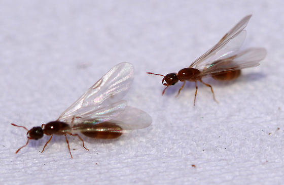 Why Ants Keep Coming Back