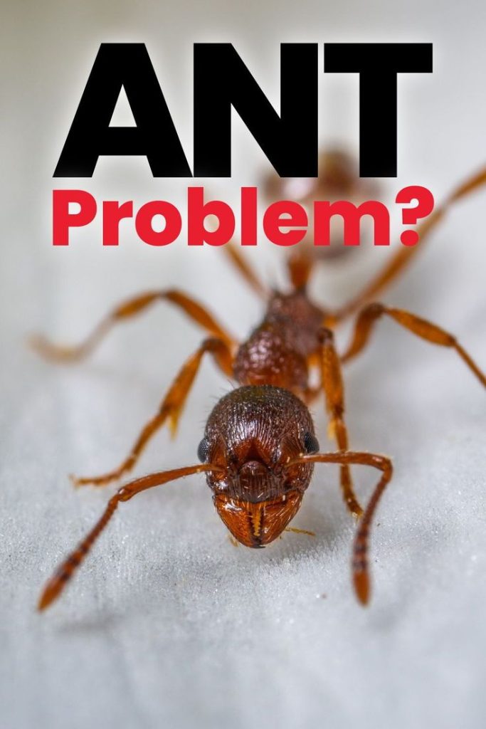 Common Ant Problems in Ottawa