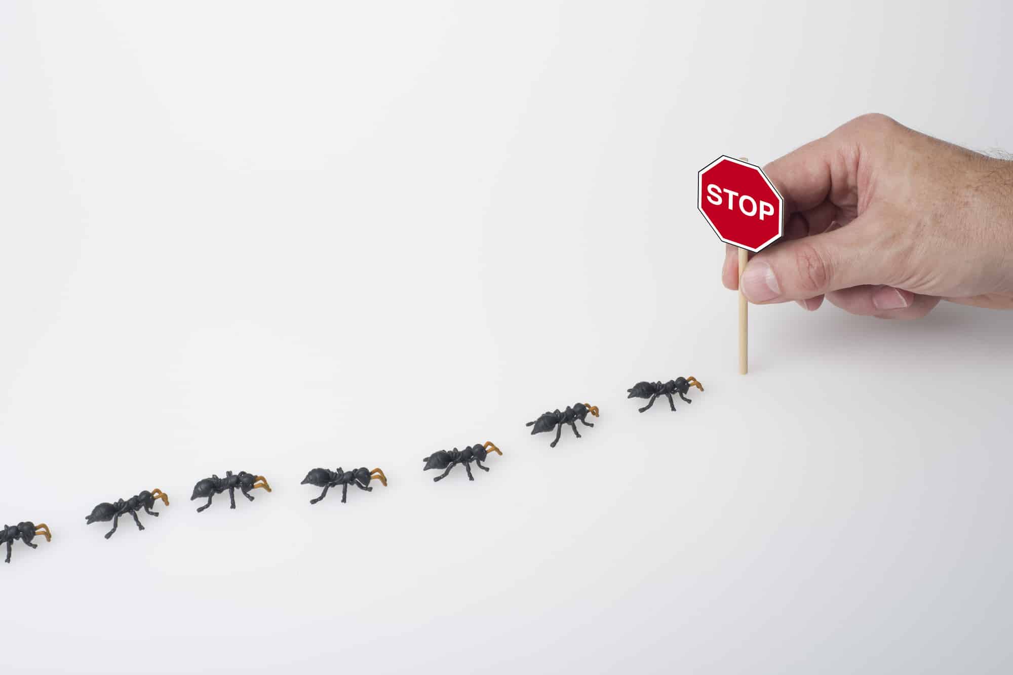 Signs You Have an Ant Infestation