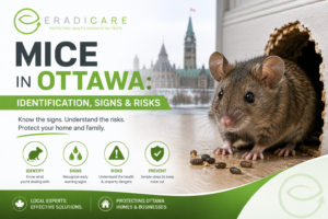 Read more about the article Mice in Ottawa: Identification, Signs & Risks