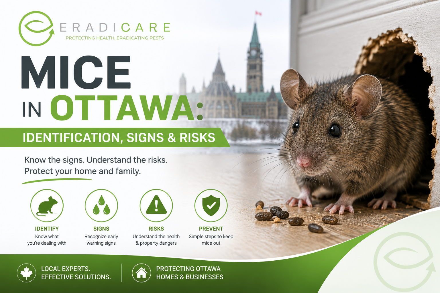You are currently viewing Mice in Ottawa: Identification, Signs & Risks