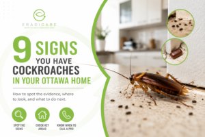 Read more about the article 9 Signs You Have Cockroaches in Your Ottawa Home