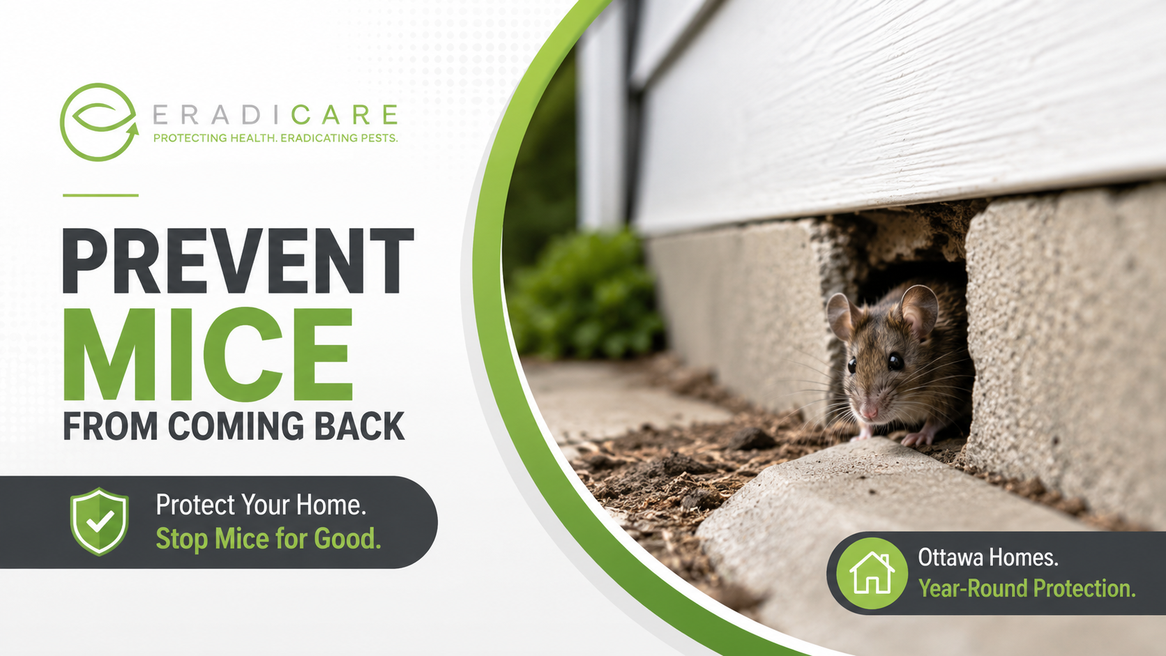 You are currently viewing How to Prevent Mice From Coming Back to Your Ottawa Home