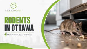 Read more about the article Rodents in Ottawa: Identification, Signs and Risks