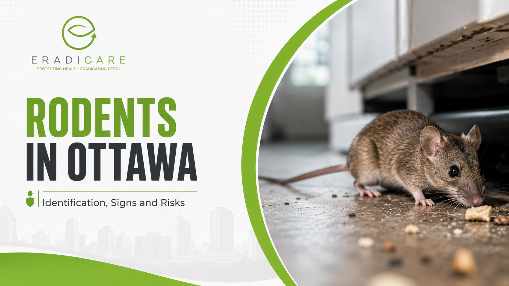 You are currently viewing Rodents in Ottawa: Identification, Signs and Risks