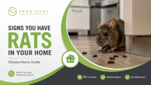 Read more about the article Signs You Have Rats in Your Ottawa Home