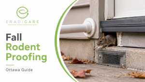 Read more about the article Fall Rodent Proofing Ottawa: Complete Guide