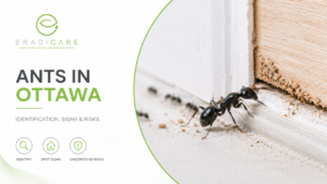 Read more about the article Ants in Ottawa: Identification, Signs and Risks